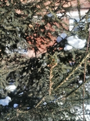 Picea obovata