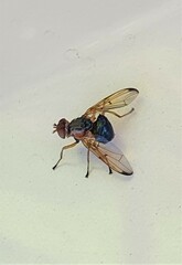 Lamprogaster flavipennis