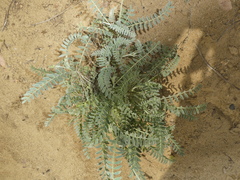 Astragalus trichopodus