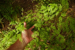 Pteris macilenta