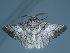 Hypobapta diffundens