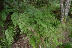 Pteris macilenta
