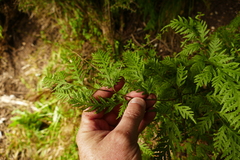 Pteris macilenta