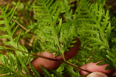 Pteris macilenta