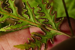 Pteris macilenta