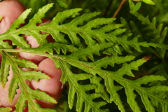 Pteris macilenta