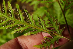 Pteris macilenta