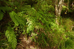 Pteris macilenta
