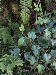 Rubus taitoensis