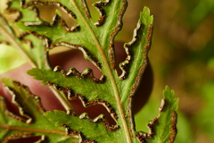 Pteris macilenta