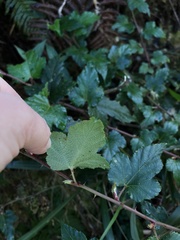 Rubus taitoensis
