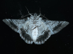 Hypobapta diffundens