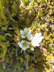Gentianella corymbifera