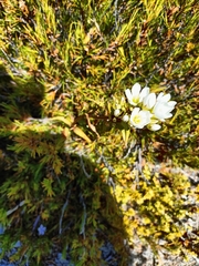Gentianella corymbifera