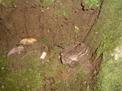Rhinella marina