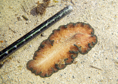 Pseudobiceros