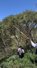 Eucalyptus pauciflora niphophila