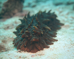 Stichopus pseudohorrens