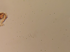 Beauveria bassiana