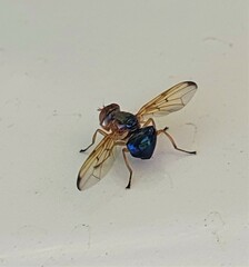 Lamprogaster flavipennis