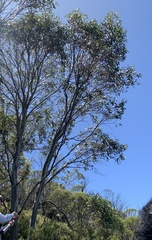 Eucalyptus pauciflora niphophila