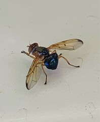 Lamprogaster flavipennis