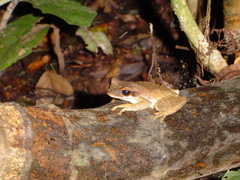 Osteocephalus planiceps