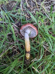 Gomphidius subroseus