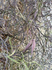 Funastrum heterophyllum