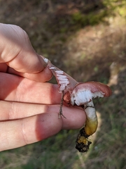 Gomphidius subroseus