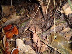 Oreobates quixensis