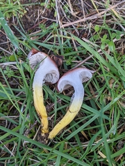 Gomphidius subroseus