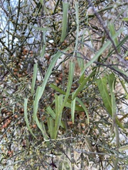 Funastrum heterophyllum