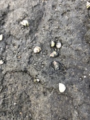 Littorina scutulata