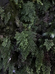 Hymenophyllum fujisanense
