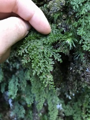 Hymenophyllum fujisanense