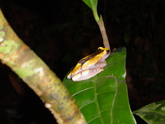 Dendropsophus leucophyllatus