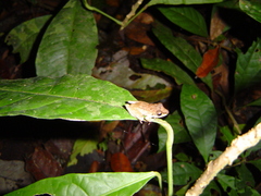 Pristimantis achatinus