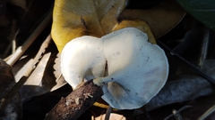 Microporus xanthopus