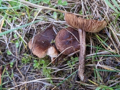 Inocybe lacera