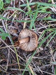 Inocybe lacera