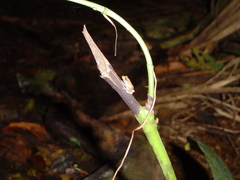 Pristimantis achatinus