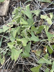 Calystegia occidentalis