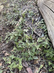 Calystegia occidentalis