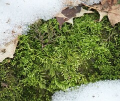 Brachythecium rivulare