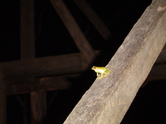 Pristimantis acuminatus