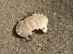 Ovalipes australiensis