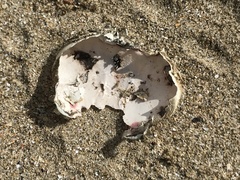 Ovalipes australiensis