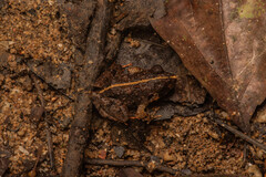 Limnonectes malesianus