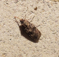 Agrotis munda